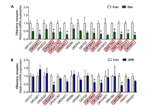 Altered patterns of olfactory receptor (OR) gene expression in (A) Dex-induced and (B) UVB-irradiated Hs68 cells. The cells were treated with or without 1 μM Dex or 20 mJ/cm2 UVB. After treatment for 12 h, the relative mRNA expression of 16 ORs (OR1C1, OR2AE1, OR2AG2, OR2AK2, OR2A1/42, OR2A4/7, OR2B6, OR2W3, OR7D2, OR10A4, OR10A5, OR10AD1, OR51B4, OR51B5, OR51I1, and OR52D1) were analyzed. Red rectangle represents differentially expressed genes between each treatment and control group (Con). The results are expressed as mean SEM of three independent experiments. * p < 0.05