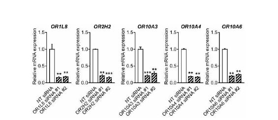 Knock-down of ORs expression was determined by RT-PCR in Hs68 cells. The cells were treated with or without siRNA. After treatment for 12 h, the relative mRNA expression of 5 ORs (OR1L8, OR2H2, OR10A3, OR10A4 and OR10A6) were analyzed. The results are expressed as mean SEM of three independent experiments. ** p < 0.01; *** p < 0.001