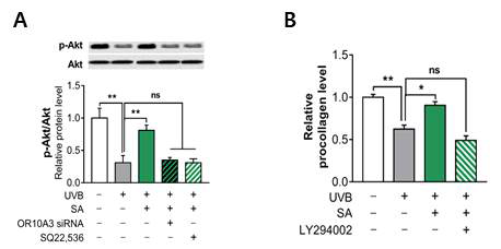 The effect of suberic acid on Akt phosphorylation via OR10A3 and on collagen synthesis via the PI3K pathway. Hs68 cells were treated with suberic acid or the vehicle and exposed to UVB. The OR10A3 siRNA, SQ22,536 or the vehicle was pre-treated for 1 h before the suberic acid treatment. Akt phosphorylation was analyzed. Hs68 cells were treated with suberic acid or the vehicle and exposed to UVB. The LY294002 or the vehicle was pre-treated for 1 h before the suberic acid treatment. Collagen contents in the supernatant were analyzed. Data are shown as the mean SEM (n=3). Significant differences are indicated as * p < 0.05; ** p < 0.01