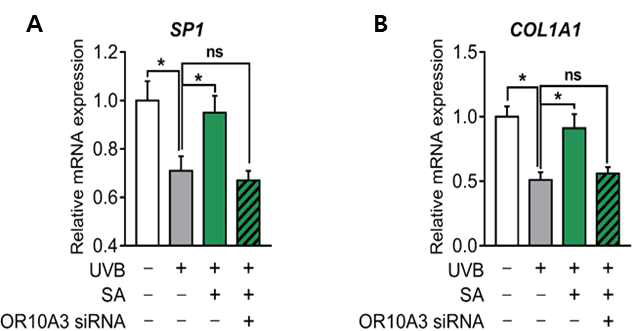 The effect of suberic acid on SP-1 and COL1A1 gene expression via OR10A3. Hs68 cells were treated with suberic acid or the vehicle and exposed to UVB. The OR10A3 siRNA or the vehicle was pretreated for 1 h before the suberic acid treatment. mRNA expression of SP-1 and COL1A1 were analyzed. Data are shown as the mean SEM (n=3). Significant differences are indicated as * p < 0.05