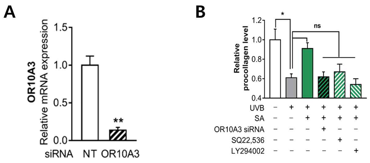 The effect of suberic acid on collagen synthesis via the cAMP/OR10A3/PI3K pathway. NT or OR10A3-specific siRNA were introduced into human dermal fibroblasts(HDF) and cells were harvested after 72 h. OR10A3 mRNA expression were analyzed. HDF were treated with suberic acid or the vehicle and exposed to UVB. The OR10A3 siRNA, SQ22,536, LY294002 or the vehicle was pre-treated for 1 h before the suberic acid treatment. Collagen contents in the supernatant were analyzed. Data are shown as the mean SEM (n=3). Significant differences are indicated as * p < 0.05; ** p < 0.01