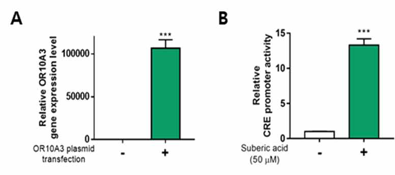 Response of OR10A3 to suberic acid. (A) OR10A3 expression was determined by RT-PCR in OR10A3-transfected HEK293T cells. control plasmid or OR51B5 plasmid were introduced into Hs68 cells and cells were harvested after 72 h. OR10A3 mRNA expression were analyzed. (B) HEK293T cells were co-transfected with the OR10A3 plasmid, pCRE-luc and pRL-Tk and after 48 h of transfection, CRE promoter activity was analyzed using the dual-luciferase assay. The results are expressed as mean SEM of three independent experiments. *** p < 0.001