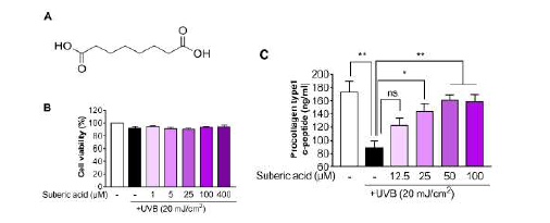 Suberic acid alleviates collagen loss in UVB-exposed Hs68 dermal fibroblasts. (A) Structure of suberic acid. (B) Viability of Hs68 cells treated with different suberic acid concentrations (1–400 μM) for 24 h after being exposed to 20 mJ/cm2 UVB. (C) Procollagen type 1 c-peptide concentrations in the supernatant of human Hs68 dermal fibroblasts treated with different suberic acid concentrations (12.5–50 μM) for 24 h after being exposed to 20 mJ/cm2 UVB. Results are shown as means ± SEM (n=3). Significant differences between groups are shown as * P < 0.05; ** P < 0.01