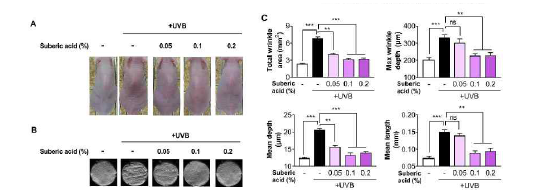 Suberic acid reduces UVB-induced wrinkle formation in hairless mice. The effect of three dietary suberic acid concentrations (0.05%, 0.1% and 0.2%) on (A) dorsal skins and (B) replicas of hairless mice irritated with UVB for 10 weeks. Histogram of replica analysis at the end of the experiment. (C) Total wrinkle area, Maximum wrinkle depth, Mean depth, and Mean length. Results are shown as means ± SEM (n=8). Significant differences between groups are shown as ** P < 0.01; *** P < 0.001