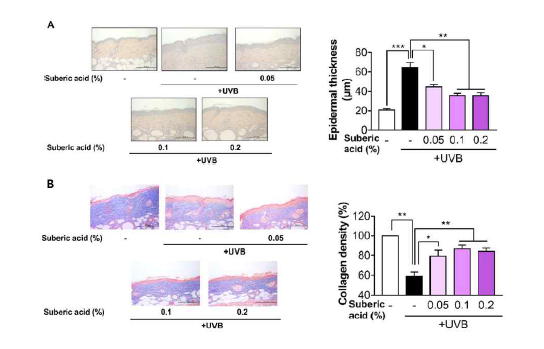 Suberic acid suppresses UVB-induced epidermal thickness increase and prevents collagen loss in hairless mouse skin. Representative micrographs of (A) hematoxylin and eosin (H ** P < 0.01; *** P < 0.001