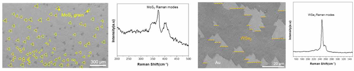 High-index Au 표면에 한 방향 정렬되어 성장된 MoS2, WSe2의 SEM 이미지 및 라만 스펙트럼