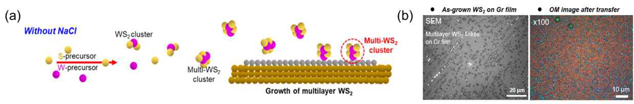 일반적인 방법으로 성장한 WS2/Gr구조의 모식도 및 SEM, 광학현미경 이미지