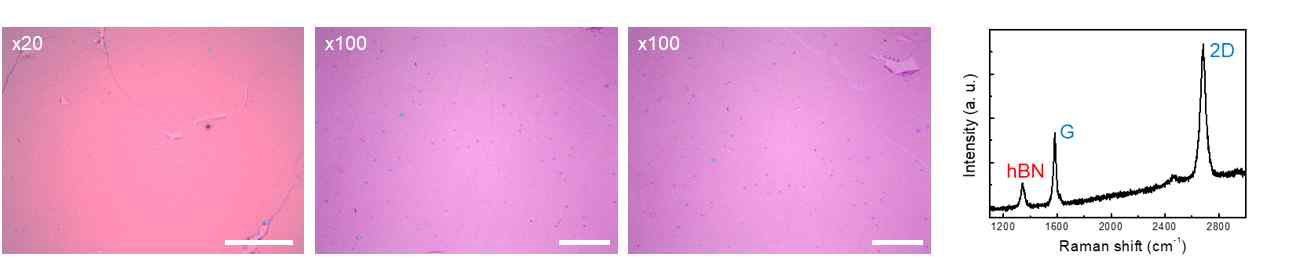 SiO2 기판 위에 전사된 직성장된 Gr/hBN 박막의 OM이미지 및 Raman spectrum