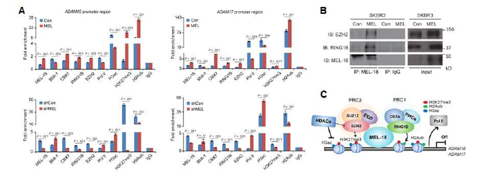 Mel-18-PRC2 복합체에 의한 ADAM10/17 유전자 발현의 후성유전적 조절 (JNCI 2019)