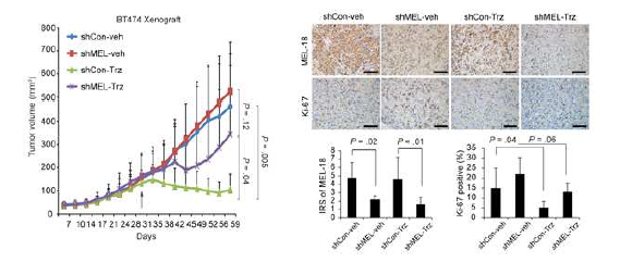 In vivo 모델에서 Mel-18에 의한 항암제 감수성 조절 규명 (JNCI 2019)