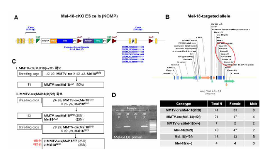 Mel-18 cKO 마우스 제작(A,B) 및 교배(C), genotyping 및 마우스 확보현황 (D)