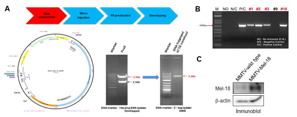 MMTV-Mel-18 Tg 제작 및 genotyping (A,B), 유선 특이적 Mel-18 과발현 검증 (C)