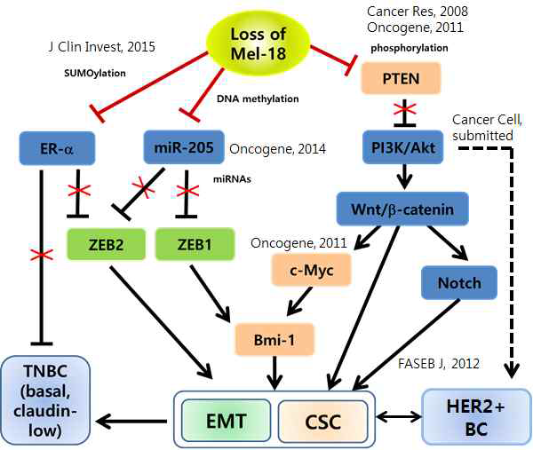 본 연구진이 규명한 Mel-18의 PRC1 비의존적 유방암 억제 기전