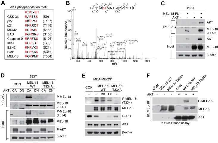 AKT kinase 의존적 Mel-18 단백질 인산화