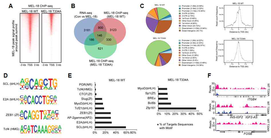 ChIP-seq 기반 Mel-18 인산화 의존적 genomic binding 변화 규명