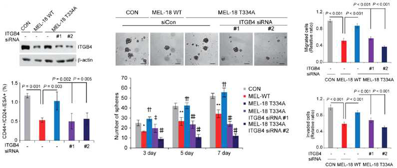 ITGB4에 의한 Mel-18 인산화 의존적 암줄기세포, EMT 조절 매개