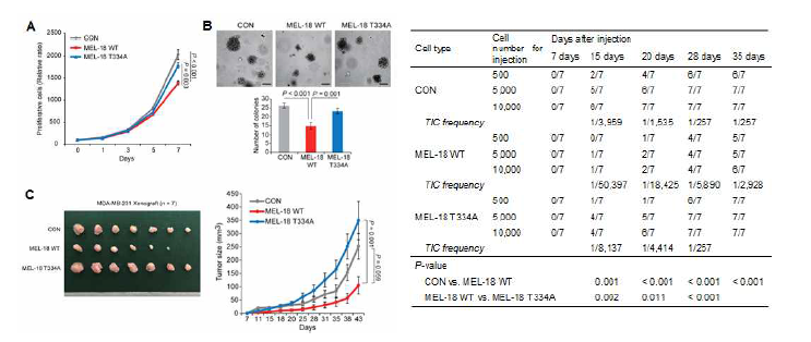 Orthotopic xenograft모델에서 Mel-18 발현 및 활성에 따른 유방암 생성 및 증식 조절