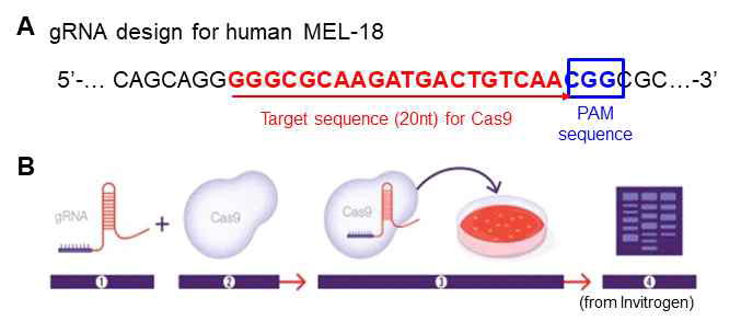 Mel-18 T334 부위 표적 CRISPR/Cas9 시스템 구축