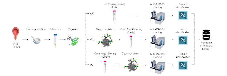 전체 단백질 프로파일링과 PSA의 Glycoform을 검출하기 위한 세 가지 샘플 처리 방법들