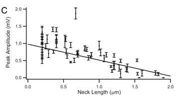 Dendritic spine의 neck length의 길이가 길어지면 soma로 들어오는 전기적 신호의 amplitude가 감소함을 나타내는 그래프