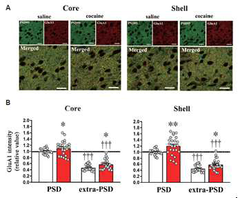 A. 충격측좌핵을 core와 shell로 비교하여 GluA1의 발현량 차이를 confocal image. B. confocal image로 측정한 GluA1의 intensity를 정량화한 막대 그래프