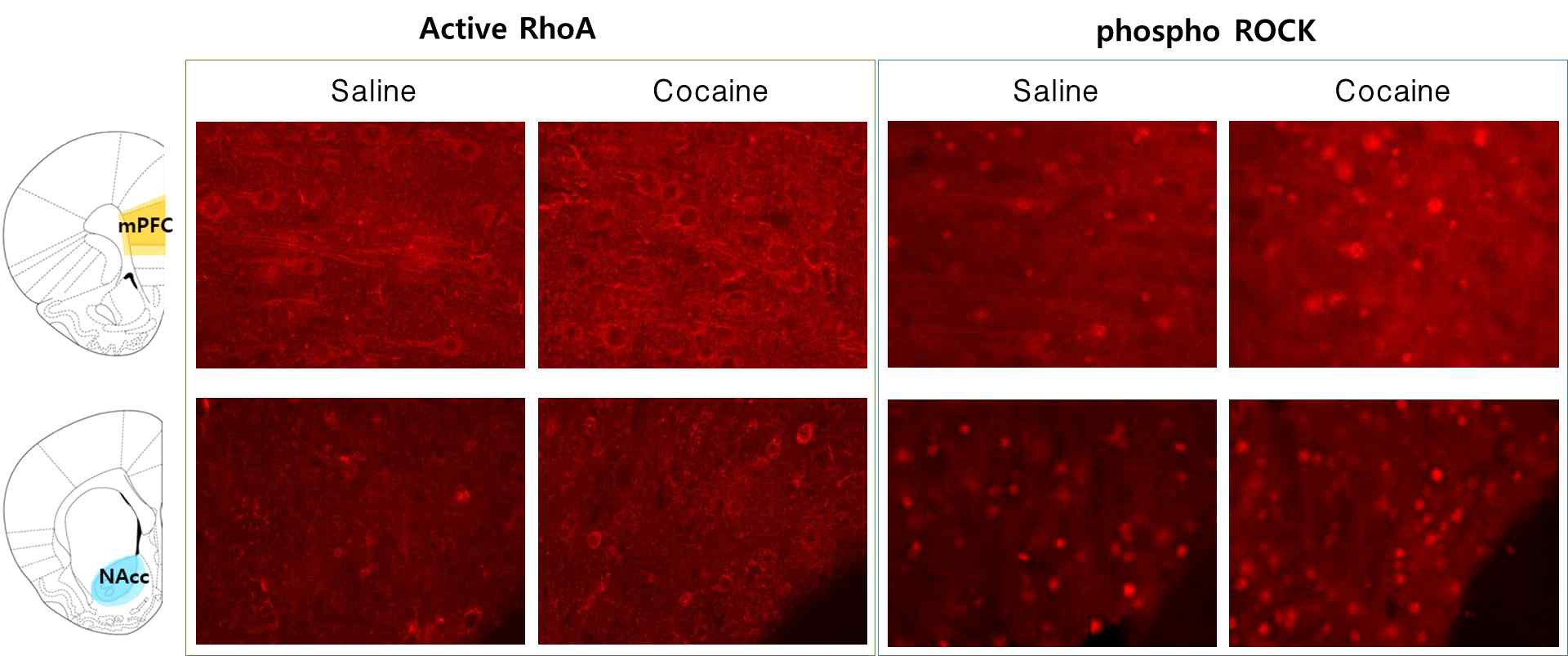 전전두엽과 중격측좌핵에 active RhoA와 phospho ROCK의 발현량 차이를 형광현미경 으로 확인함. 또한 코카인에 의해 두 단백질의 활성이 증가됨을 확인함