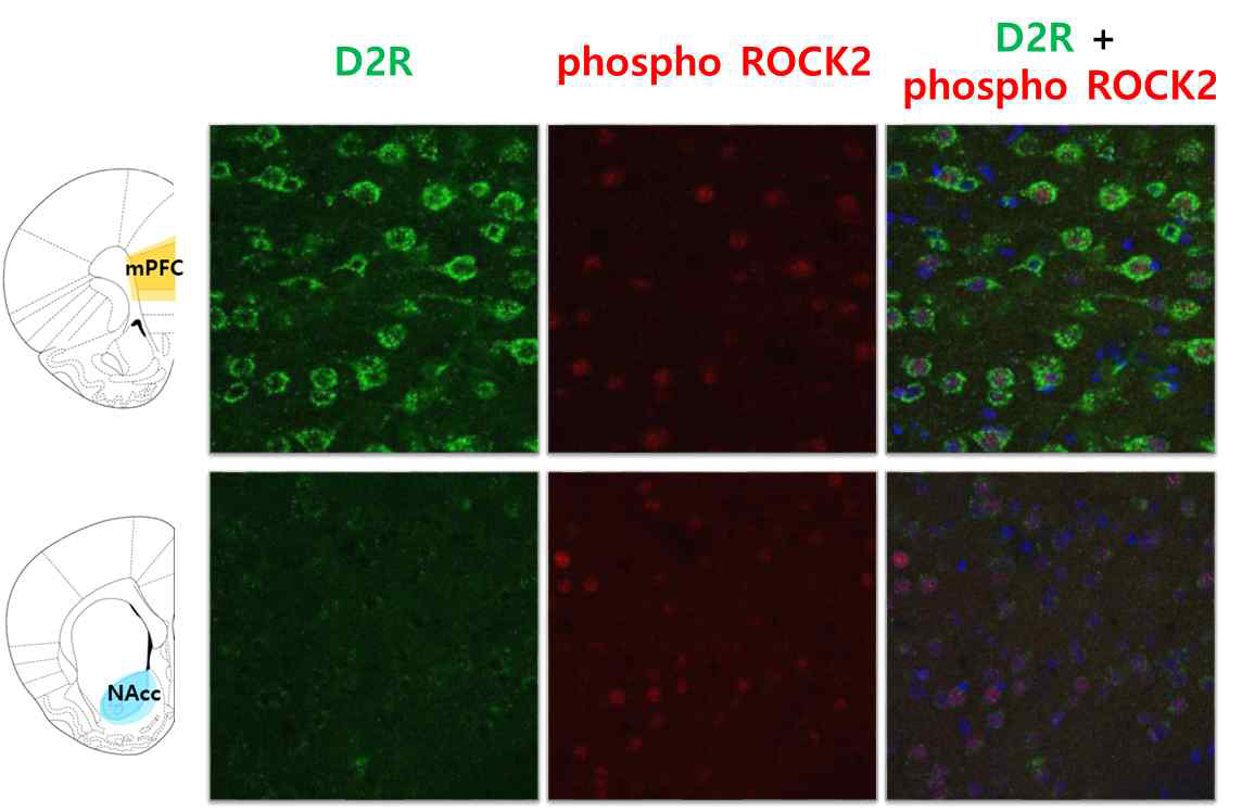 전전두엽과 중격측좌핵 내에 도파민 수용체 2 (D2R)를 발현하는 신경세포와 phospho ROCK2의 발현이 겹치는지 confocal image로 확인함