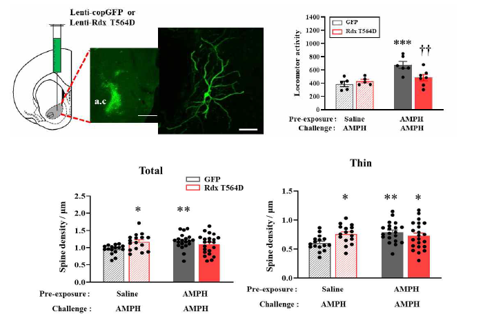 RhoA 조절을 받는 ERM 단백질 중 라딕신에 의한 중격측좌핵 내 spine의 변화 및 이에 따른 암페타민 행동민감화 억제를 보여주는 그림