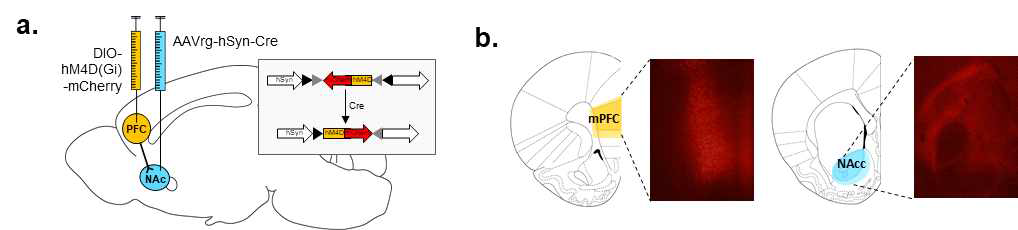 a. 이번 연구에 사용된 바이러스 종류, b. injection site에 hM4Di의 발현을 mCherry로 확인함