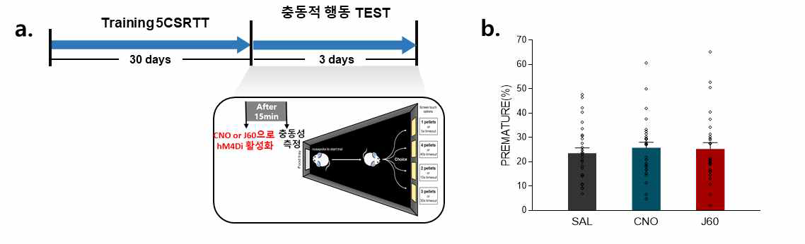 a. 충동적 행동을 측정할 수 있는 실험 모식도 b. 전전두엽-중격측좌핵 회로에 서로 다른 2종류의 agonist로 hM4Di를 작동시켜 충동적 행동을 측정한 후 정량화한 그래프