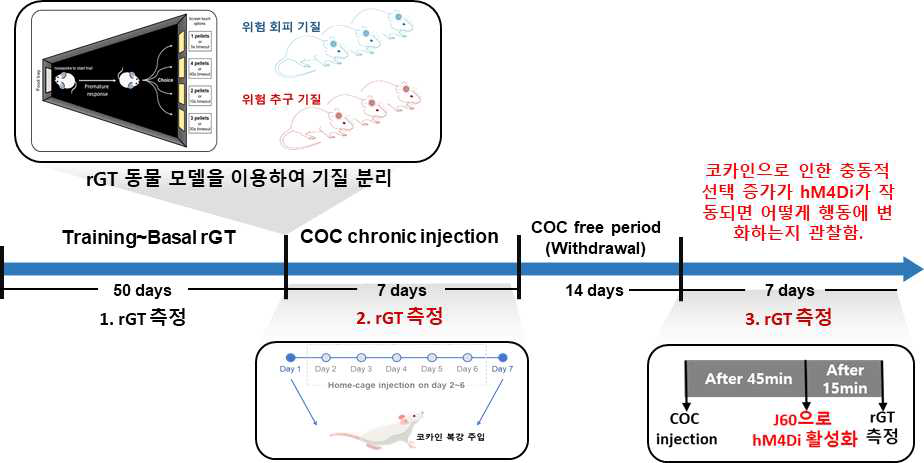 도박성 게임 동물 모델을 이용한 전체 실험 모식도