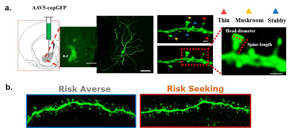 a. AAV5-copGFP가 labling 되어있는 dendritic spine의 subtype을 보여주는 image. b. 그룹별 dendritic spine의 모양을 confocal로 찍은 대표 image