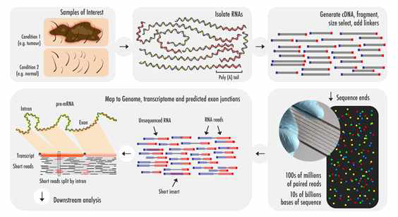 RNA-seq workflow