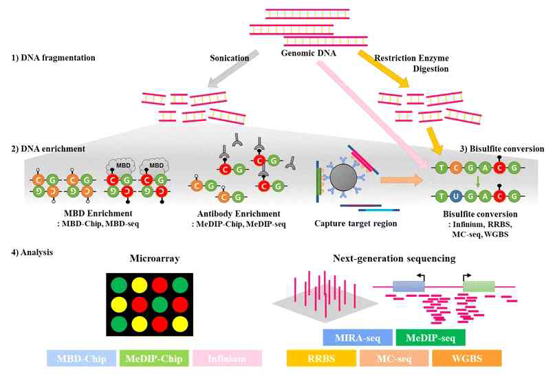 MBD-seq workflow