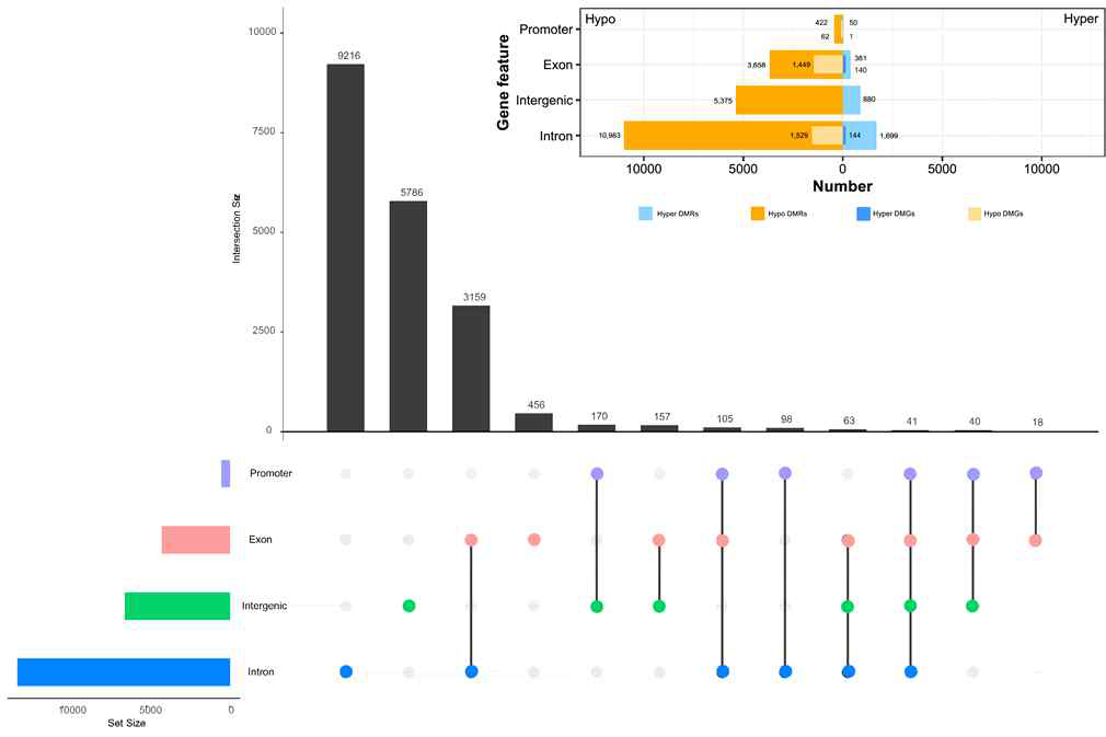 DMR 및 DMG의 유전자 구성요소별 분포도
