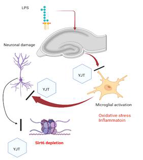 Specific pharmacological mechanisms of GYJ on the repeated LPS-induced neuroinflammation