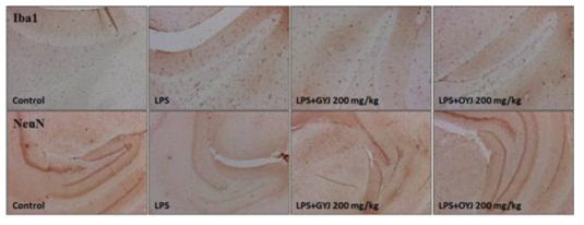 Effects of GJY and OYJ on the LPS-induced neuroinflammation in hippocampus regions of brain tissue. Immunohistochemistry against Iba1 for microglial cells and NeuN for neuron cells, respectively