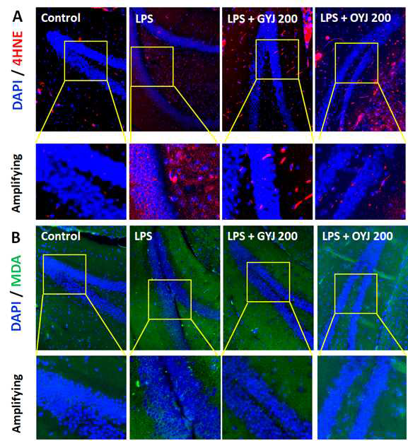 Antioxidant effects of GYJ and OYJ against hippocampal oxidation. Representative immunofluorescence images of 4-HNE (A) and MDA (B). Images were captured by fluorescence filter equipped microscopy conditon