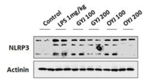 Western blot analysis of NLRP3