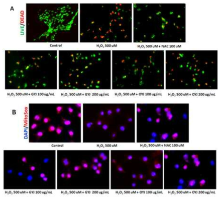 Effects of GYJ and OYJ on the H2O2-induced neuronal cell injury using HT-22 cells. To verify the underlying mechanisms of GYJ and OYJ, we performed (A) LIVE/DEAD cell assay and (B) Mitosox assay. Images were captured by fluorescence equipped microscopy conditions