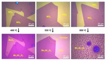 400, 530, 850℃에서 Mo 치환 실험 전/후의 WS2 광학현미경 이미지