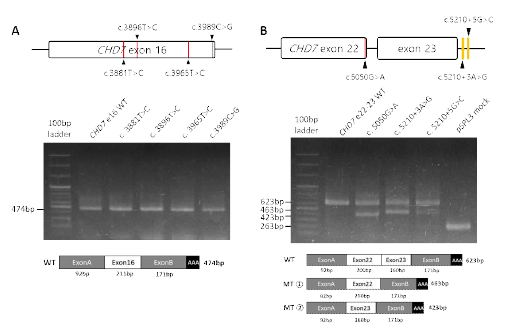 CHD7 돌연변이들의 minigene 시스템에서의 스플라이싱 전사체 생성 분석