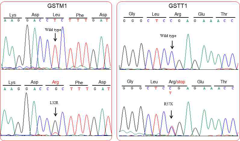 GSTM1 및 GSTT1 유전자에서 발견된 변이들의 염기서열 분석