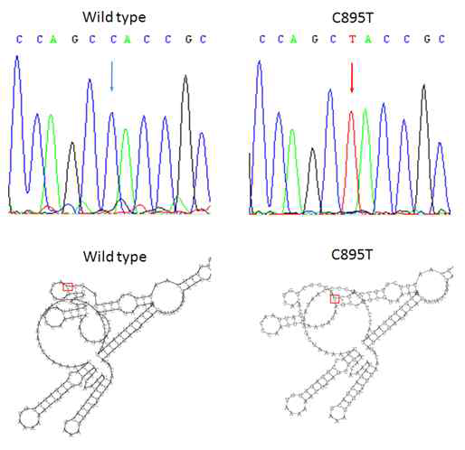 미토콘드리아 유전자 중 12S rRNA 유전 자 돌연변이 염기서열과 RNA 2차 구조 분석