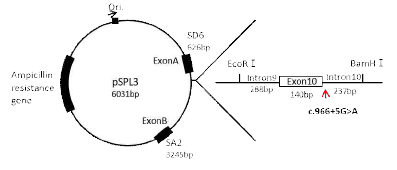 Minigene 시스템을 위한 pSPL3 벡터 제작