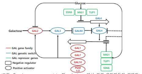 Saccharomyces cerevisiae와 galactose 대사 관련 유전자들의 관계도