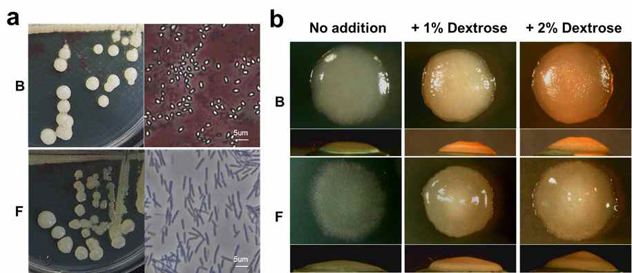 Effect of carbon source on colony morphologies of ‘B’ and ‘F’ types.(a) The colony morphology of ‘F’ was similar to ‘B’ in PDK medium, but endospores were not produced from ‘F’ type. (b) Phenotypic variant colony ‘F’ varied in colony morphology depends upon dextrose content in the solid medium. When the dextrose content increased, the ‘F’ colony was formed in dense and convex shape on the center. The variant ‘B’ type also appears to be varied in morphology in comparison with the colony which cultured without an addition of dextrose