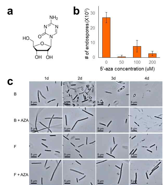 (a) Chemical structure of 5’-azacytidine (b) Reduction of endospores by AZA concentration in the medium (c) Microscope photos. B changed into sporulation-deficiency by adding 5-azacytidine. In ‘B+AZA’ treatment, B didn’t form endospores for 4 days. F had no change in sporulation ability. It could still not make endospores with and without 5-azacytidine