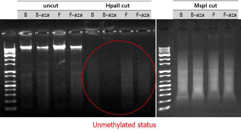 Electrophoregram of total DNA samples before and after HpaII or MspI treatment