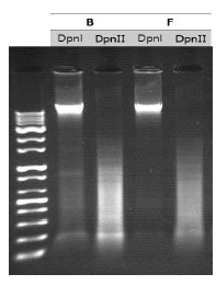 Electrophoregram of total DNA sample after DpnI or DpnII treatment